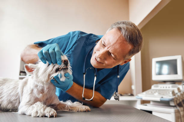Best Pediatric Emergency Dentist in Ponder, TX